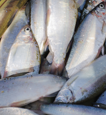 Dėl seliavų verslinės žvejybos leidimų išdavimo