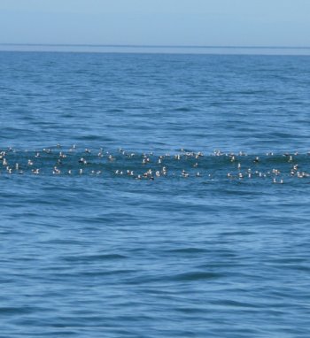 Baltijos jūroje žiemojančių vandens paukščių stebėjimas