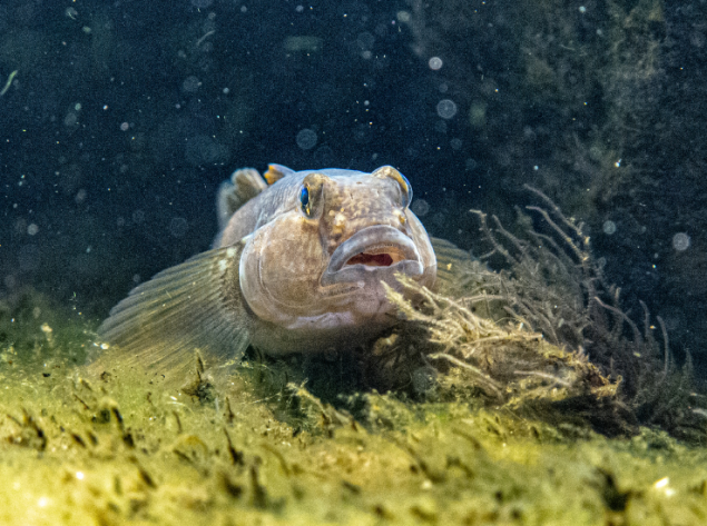 Grundalas keičia Baltijos jūros rifo buveines