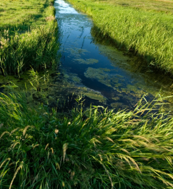 Lielupės upių baseinų srities vandens telkiniai – labiausiai užteršti