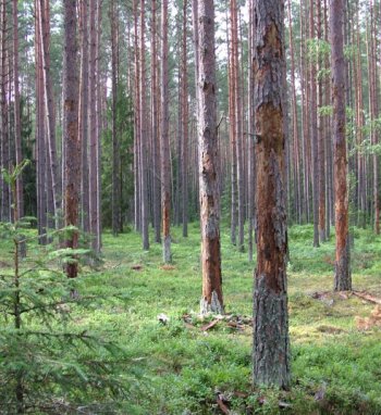 Panevėžio ir Joniškio savivaldybėse skelbiama stichinė nelaimė miškuose