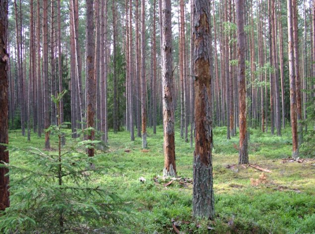 Panevėžio ir Joniškio savivaldybėse skelbiama stichinė nelaimė miškuose