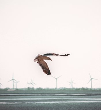 Nustatyti aiškūs kriterijai, kaip sumažinti vėjo elektrinių neigiamą poveikį paukščiams ir...
