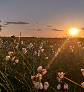 Pievų, pelkių nauda ir joms kylantys pavojai