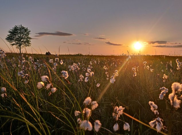 Pievų, pelkių nauda ir joms kylantys pavojai