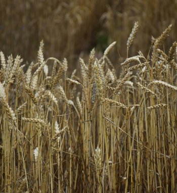 Lietuvos mokslininkų atrastos „genų žirklės“ gali padėti kurti atsparias augalų veisles