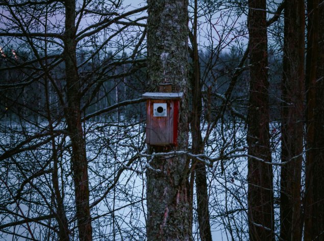 Kovo 15-ąją – inkilų kėlimo šventė