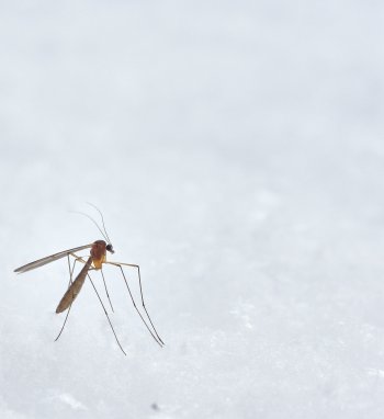 Su vasara atzyzia uodai – geliantys, erzinantys, pavojingi