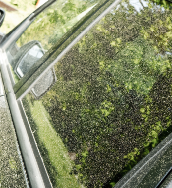 Žiedadulkės gali pakeisti vandens telkinių spalvą ir skaidrumą
