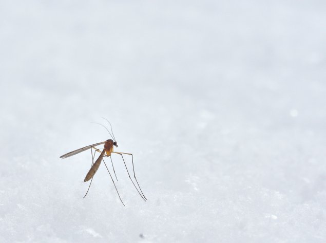 Su vasara atzyzia uodai – geliantys, erzinantys, pavojingi