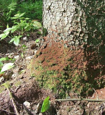 Kazlų Rūdos ir Vilniaus rajono savivaldybėse skelbiama stichinė nelaimė dėl žievėgraužio...