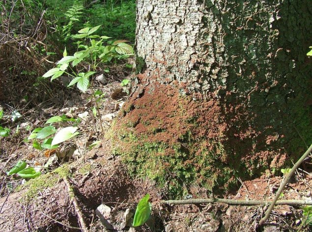 Kazlų Rūdos ir Vilniaus rajono savivaldybėse skelbiama stichinė nelaimė dėl žievėgraužio...