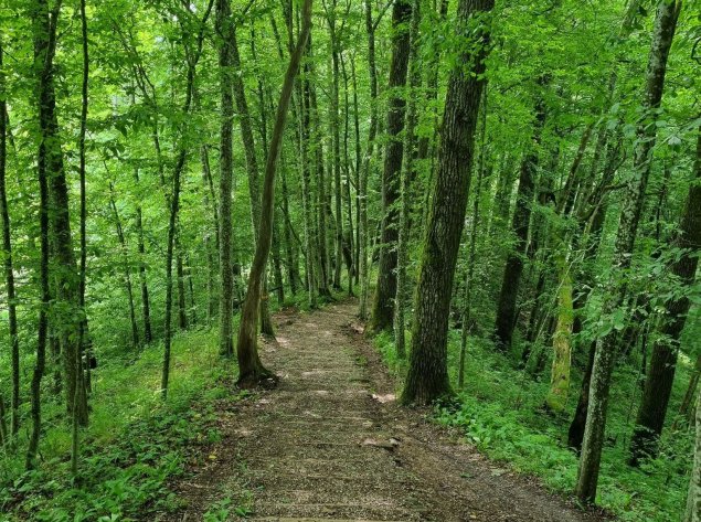 Ką aplankyti miškingiausiame šalies krašte Dzūkijoje?