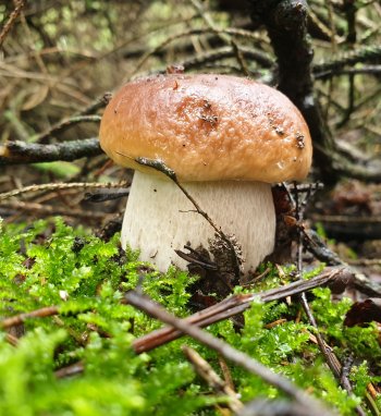 Išsiruošusiems į grybų paieškas: ką svarbu atminti pasiklydus miške?