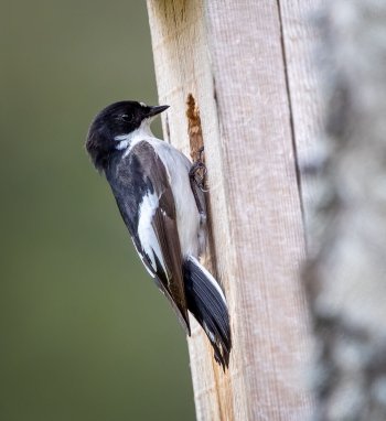 Miškininkai pataria: kaip tinkamai paruošti namus grįžtantiems sparnuočiams?