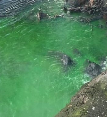 Į Nerį išleidžiamas žalias vanduo – draugiškas gamtai ir nepavojingas sveikatai