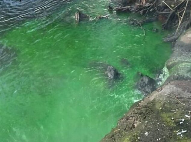 Į Nerį išleidžiamas žalias vanduo – draugiškas gamtai ir nepavojingas sveikatai