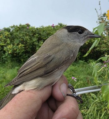 Žinomas ornitologas Vytautas Jusys sužiedavo milijoną paukščių