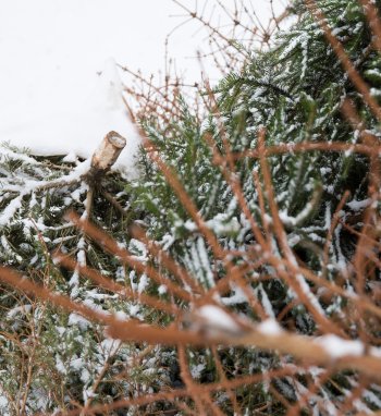 Metas nupuošti eglutes. Kaip rūšiuoti šventines atliekas?